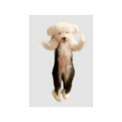 [LINEスタンプ] 動く実写犬スタンプ