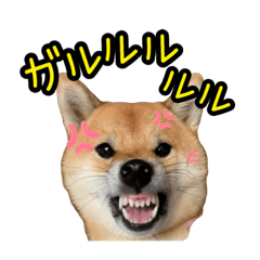[LINEスタンプ] 柴すずスタンぷぅ3