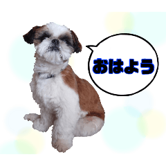 [LINEスタンプ] シーズーの写真スタンプ♡②