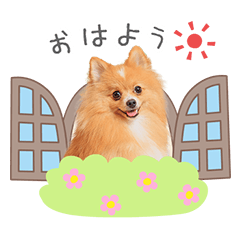 [LINEスタンプ] うちのコStamp No:3678