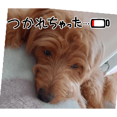 [LINEスタンプ] 家のワンちゃん11