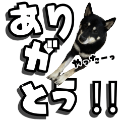 [LINEスタンプ] 毎日使える可愛い柴犬のまめちゃん