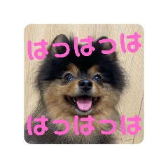 [LINEスタンプ] ポメラニアン西瓜丸のスタンプ4