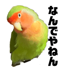 [LINEスタンプ] コザクラインコのうめちゃん10