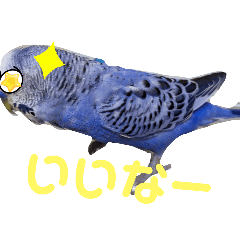 [LINEスタンプ] セキセイインコ(あお)