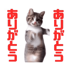 [LINEスタンプ] 動く！動く！踊る猫ちゃん(カラフル文字)