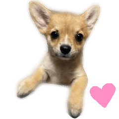 [LINEスタンプ] チワコーギー♡いくらちゃん