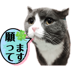 [LINEスタンプ] 犬猫三昧①④