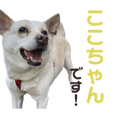 [LINEスタンプ] ここちゃん＊2