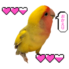 [LINEスタンプ] コザクラインコよもぎ♀6