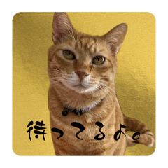 [LINEスタンプ] ちゃーくん日常使い12