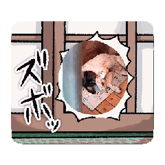 [LINEスタンプ] ウチのワンちゃん柴犬とポインター②