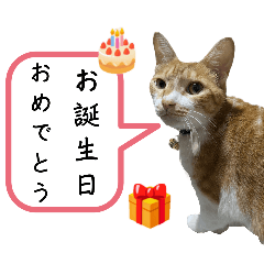[LINEスタンプ] こたとらちょび(四季編)の画像（メイン）