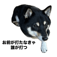 [LINEスタンプ] 黒柴もずくのプロ野球応援歌名フレーズ集