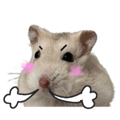 [LINEスタンプ] hamster "purin" stamp