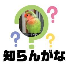 [LINEスタンプ] コザクラインコのうめちゃん大阪