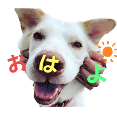 [LINEスタンプ] さくら！！