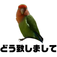 [LINEスタンプ] コザクラインコのうめちゃん11-1