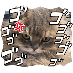 [LINEスタンプ] ぼく、トムなの。