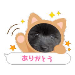 [LINEスタンプ] わんぽたちの広場〜❤️❤️