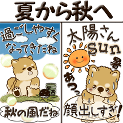 [LINEスタンプ] 【Big】柴犬・茶色い犬『夏から秋へ』