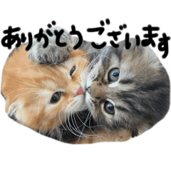 [LINEスタンプ] ♡ののりりけい♡