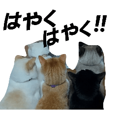 [LINEスタンプ] 猫やんな！！