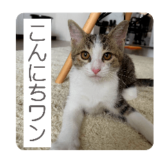 [LINEスタンプ] とびちゃん＆つづまるスタンプ