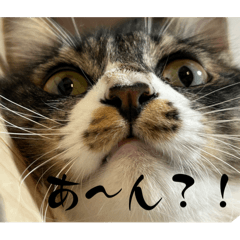 [LINEスタンプ] 我が家の姫ちゃん。