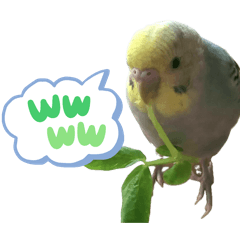 [LINEスタンプ] インコピノ