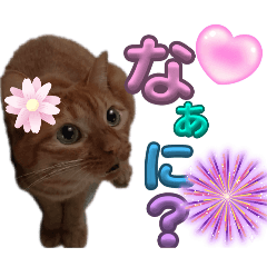[LINEスタンプ] なんてったってネコ