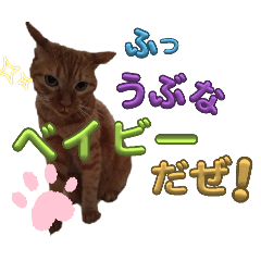 [LINEスタンプ] ネコの最悪な本音