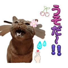 [LINEスタンプ] ネコと思えないネコ