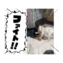 [LINEスタンプ] 犬たち-2