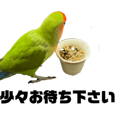 [LINEスタンプ] コザクラインコのうめちゃん13