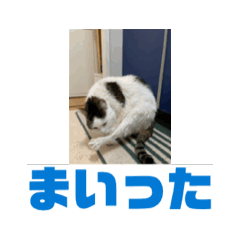 [LINEスタンプ] 猫恋はなんとか