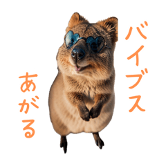 [LINEスタンプ] ハッピーアニマル_クアッカワラビー19の画像（メイン）