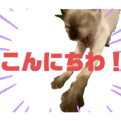 [LINEスタンプ] お酒とネコ好きな日常会話7