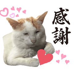 [LINEスタンプ] 愛するニャンズの日々のつぶやき 日常会話