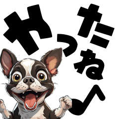 [LINEスタンプ] 毎日使える可愛いボストンテリアでか文字