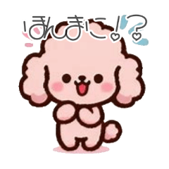 [LINEスタンプ] ずっと使える☆広島弁のトイ・プードル