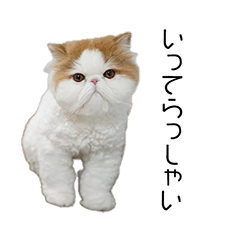 [LINEスタンプ] エキゾチックロングヘアのシュシュ