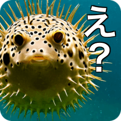 [LINEスタンプ] 魚が好きなんです