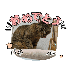 [LINEスタンプ] 動くカワイイ猫さんスタンプ❤️