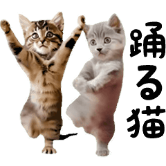 [LINEスタンプ] ▶︎踊る！ねこちゃん‼︎