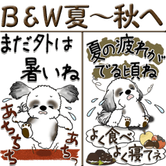 [LINEスタンプ] 【Big】B ＆ W シーズー犬『夏から秋へ』