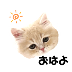 [LINEスタンプ] わたげ日記
