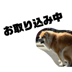 [LINEスタンプ] もふもふ秋田犬スタンプ！ラン＆レオ2