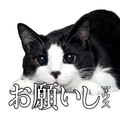 [LINEスタンプ] ハチワレと黒猫のシュールなスタンプ vol.1