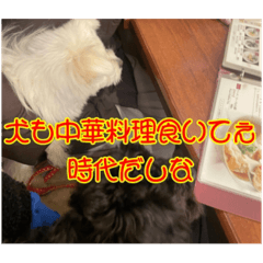 [LINEスタンプ] わんころぴーや